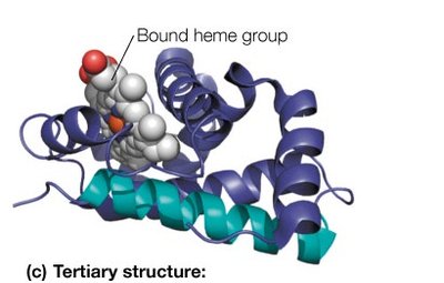 Example of tertiary structure with bound heme group