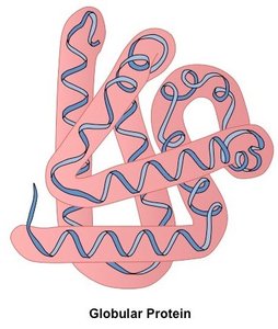 Diagram of globular protein