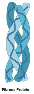 Diagram of fibrous protein