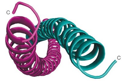 α-Keratin coiled-coil side view