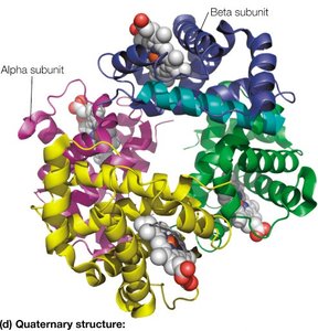 Example of quaternary structure with multiple subunits