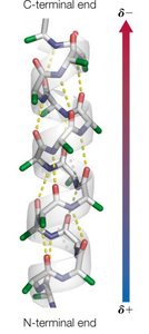 Hydrogen bonding pattern in α-helix