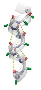 Side view of α-helix hydrogen bonds