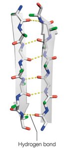 β-sheet hydrogen bonding pattern