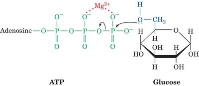 Mg2+-mediated phosphorylation of glucose by ATP