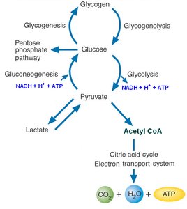 Overview of glucose metabolism pathways