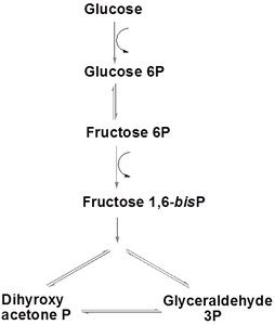 Glycolysis: glucose to fructose 1,6-bisphosphate