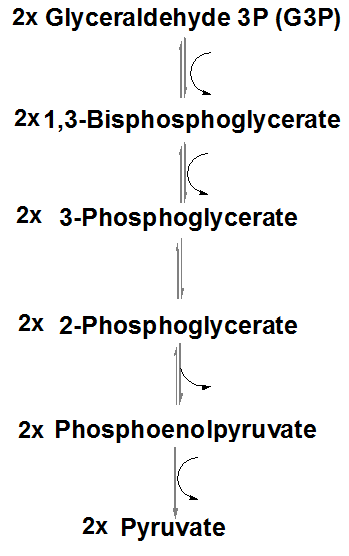 Glycolysis: G3P to pyruvate