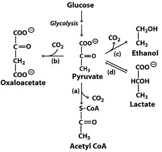Fates of pyruvate: acetyl-CoA, lactate, ethanol, oxaloacetate