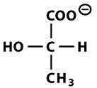 Mechanism of pyruvate to lactate conversion