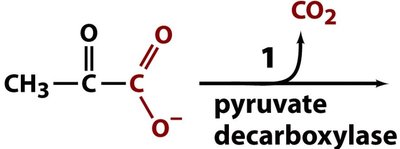 Pyruvate decarboxylase reaction
