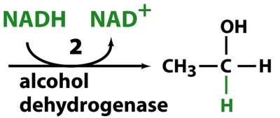 Alcohol dehydrogenase reaction