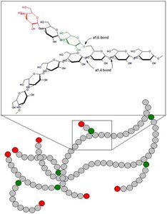 Structure of glycogen showing α(1→4) and α(1→6) linkages