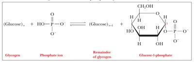 Reaction of glycogen phosphorolysis