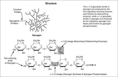 Structure of glycogen showing non-reducing and reducing ends