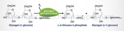 Glycogen phosphorylase reaction mechanism