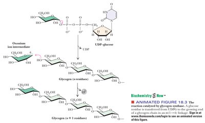 Reaction catalyzed by glycogen synthase