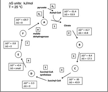 TCA cycle with ΔG values and enzymes