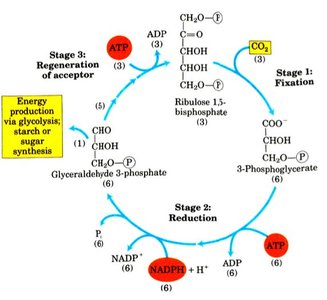 Calvin cycle stages