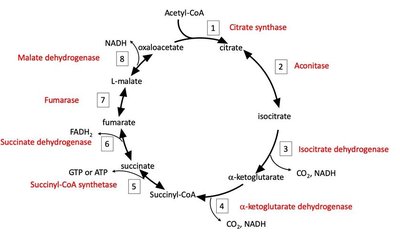 TCA cycle with enzymes and intermediates