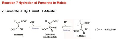 Hydration of fumarate to malate