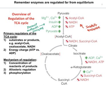 Regulation of the TCA cycle