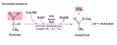 Pyruvate dehydrogenase complex reaction