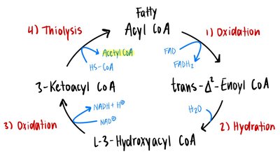 Steps of β-oxidation