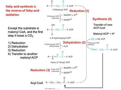 Steps of fatty acid synthesis