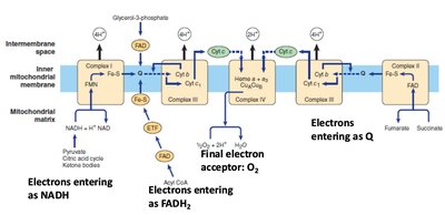 Electron transport chain complexes and electron flow