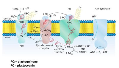 Photosynthetic electron transport chain