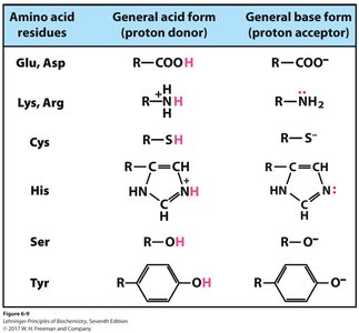 Key amino acids in acid/base catalysis
