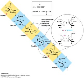 Peptidoglycan and lysozyme mechanism