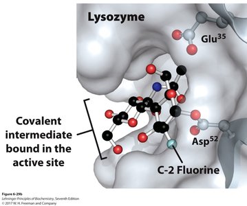 Lysozyme active site and covalent intermediate