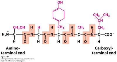 Chymotrypsin active site and substrate specificity