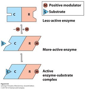 Allosteric regulation of enzyme activity