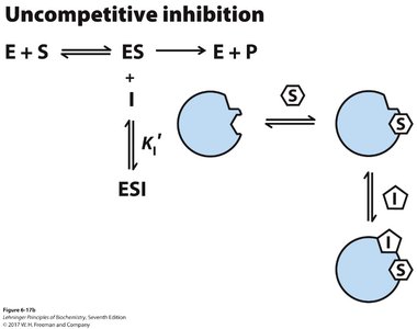 Uncompetitive inhibition mechanism