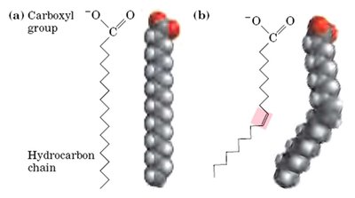Saturated and unsaturated fatty acid structures