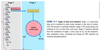 Stages of fatty acid oxidation