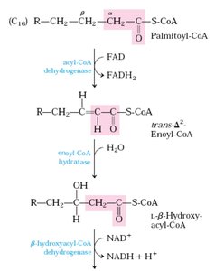 β-oxidation cycle: oxidation, hydration, oxidation, thiolysis