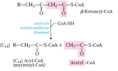 Thiolysis step in β-oxidation