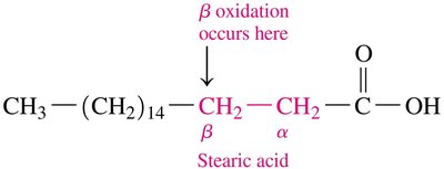 β-oxidation site on stearic acid