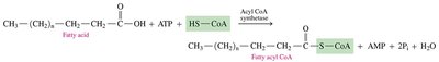 Carnitine shuttle system for fatty acid transport