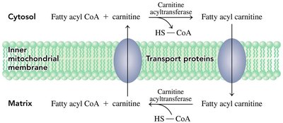 Carnitine shuttle mechanism