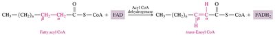 Hydration step in β-oxidation