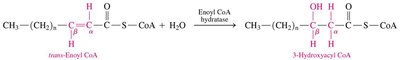 Second oxidation step in β-oxidation