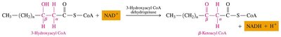 Thiolysis step in β-oxidation
