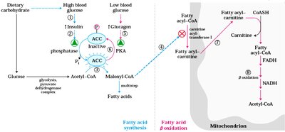Regulation and compartmentalization of fatty acid synthesis and oxidation