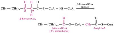 Summary of β-oxidation cycles