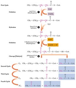 Fatty acid length determines number of β-oxidation cycles